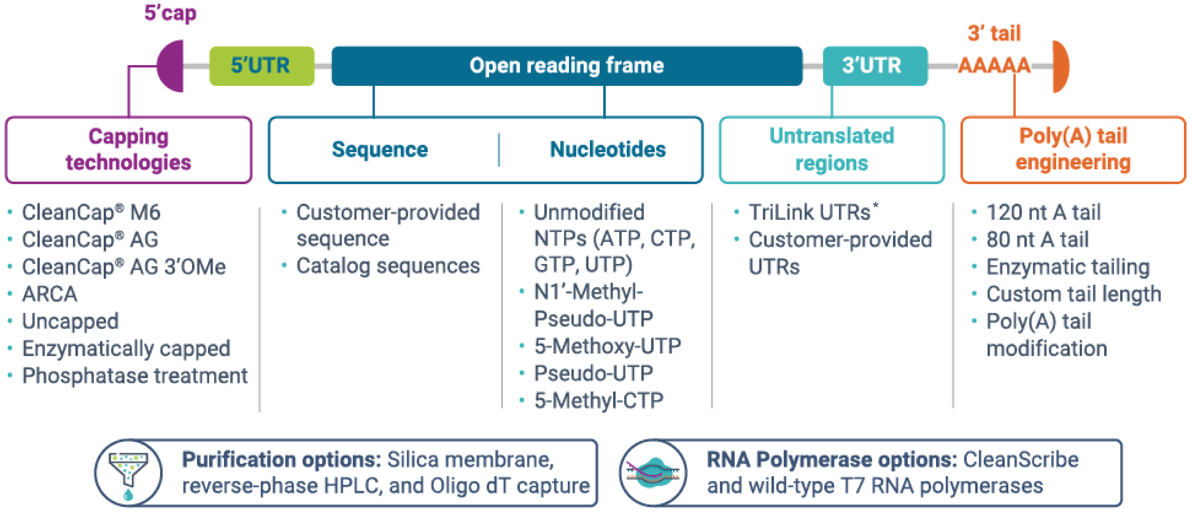 Custom RNA synthesis image_20250916.png